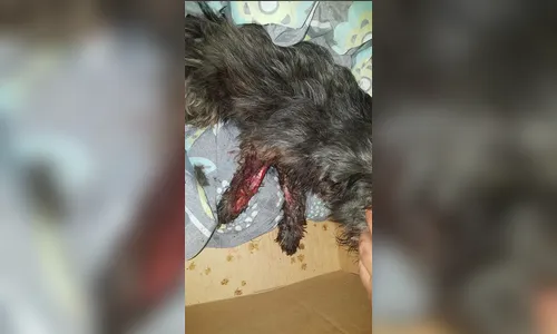ONG salva cachorrinha atropelada e pede ajuda para custear gastos