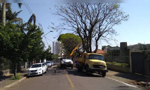 Prefeitura interdita Rua Izidoro Luiz Cerávolo para poda de árvores