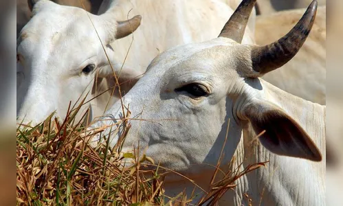 Abate de bovinos e de suínos cresce em relação a 2017