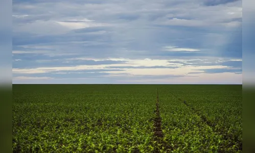 Produção agrícola aumenta área colhida em 2017, mas valor caiu 0,6%