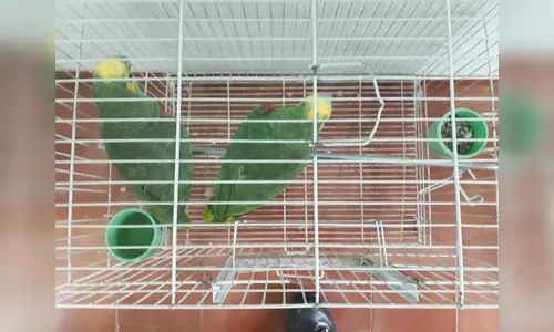 Polícia Ambiental resgata papagaios em cativeiro