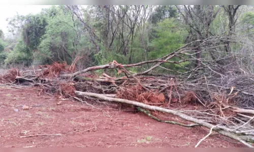 
							Dono de fazenda é flagrado derrubando árvores nativas em  Apucarana
						
						