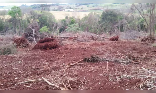 Dono de fazenda é flagrado derrubando árvores nativas em  Apucarana