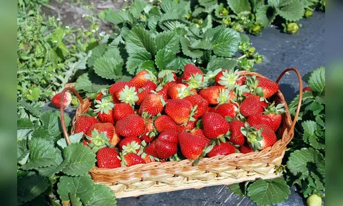 Descoberta de agulhas inseridas em morangos deixam consumidores perplexos 