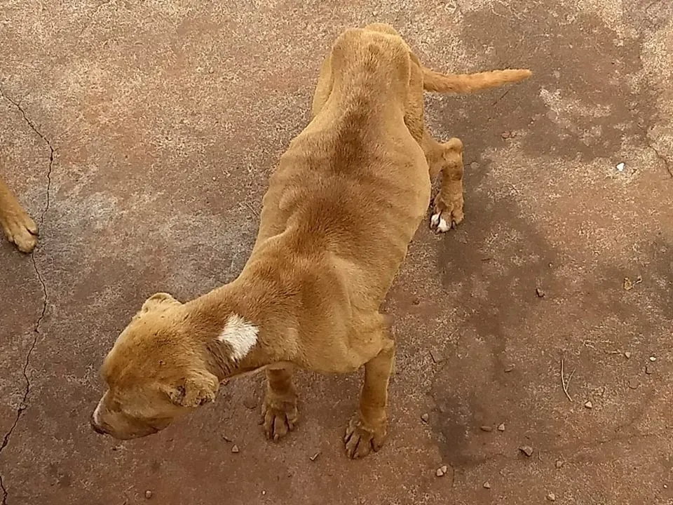 PM dá apoio em resgate de cães que sofriam maus tratos em Apucarana - Foto: Reprodução/imagem ilustrativa