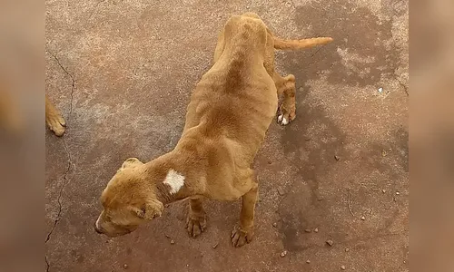 PM dá apoio em resgate de cães que sofriam maus tratos em Apucarana