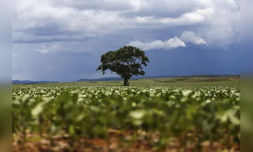 Dia da Árvore: desmatamento vem caindo, mas ainda há desafios