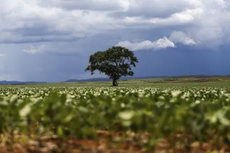 Dia da Árvore: desmatamento vem caindo, mas ainda há desafios