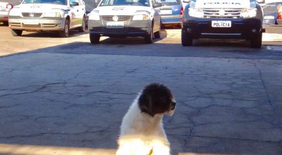 Cachorro espera pelo dono preso em pátio de delegacia - Foto: Reprodução