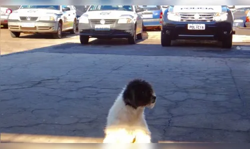 Cachorro espera pelo dono preso em pátio de delegacia
