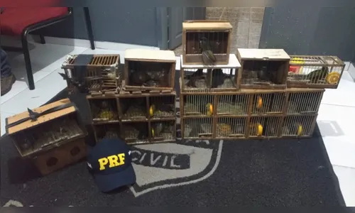 Homem é preso com 26 pássaros silvestres em Califórnia