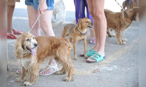 “Humanização” de animais de estimação gera negócios bilionários