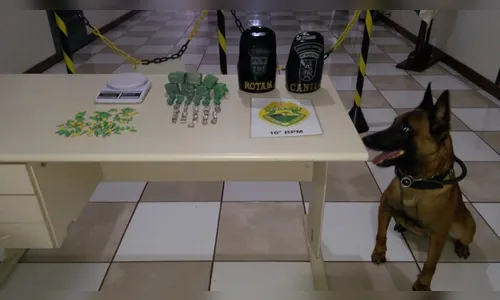 PM apreende mais de 100 pedras de crack e quase 500 g de maconha com ajuda de cão farejador; veja vídeo