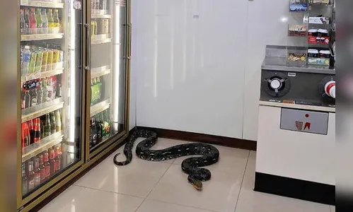 Cobra gigante é capturada por 'caçadores de serpentes' após invadir loja; veja vídeo