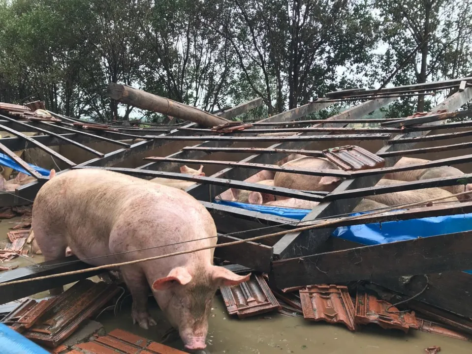 Em uma propriedade no distrito de Aurora do Iguaçu, um galpão que abrigava 700 porcos não resistiu ao mau tempo e caiu — Foto: Marcos Landim/RPC