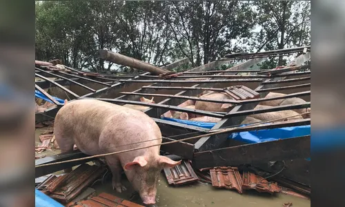 Chuva forte e vendaval deixam rastro de destruição em cidade do Paraná