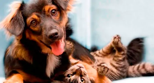 ‘Serial killer’ mata cães e gatos de vizinhos em Londrina - Foto Reprodução/ We love Cats and Dogs