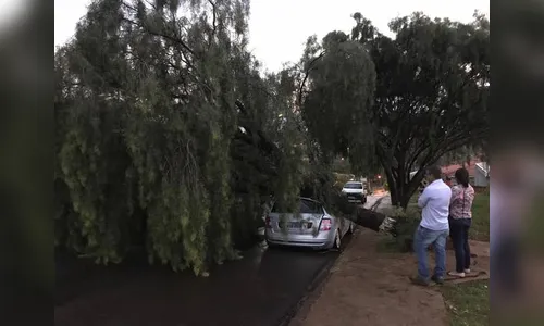 Temporal derruba árvores e causa prejuízos em Apucarana