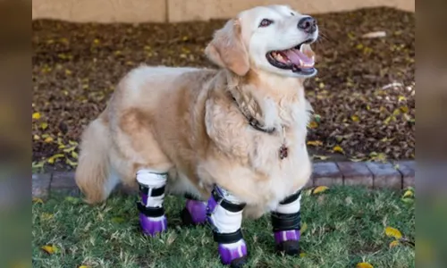 Cachorrinha sem patas deixada no lixo para morrer ganha prêmio Cão Herói; veja vídeos