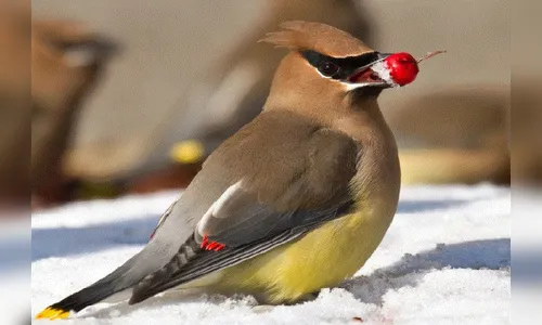 Pássaros bêbados provocam 'fuzuê' em cidade nos EUA