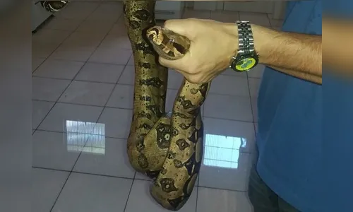 Alunos e professores ficam surpresos com a presença de cobra em horta de escola