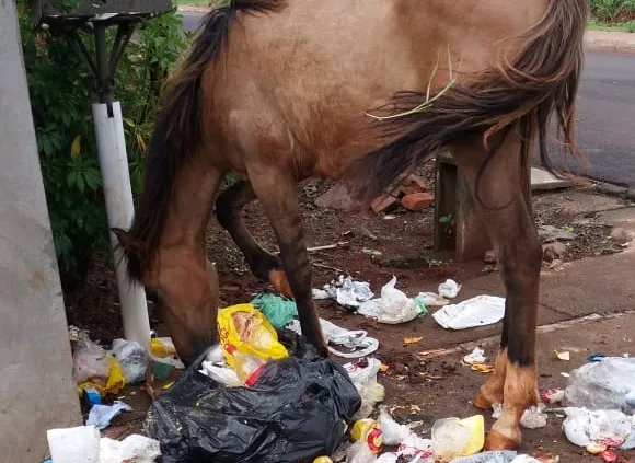 Foto de cavalo comendo lixo revolta defensores dos animais em Apucarana - Foto: Reprodução/Whatsapp