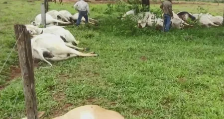 Raio caiu em propriedade rural no noroeste do Paraná e matou 29 vacas e 22 bezerros​ - (Foto: reprodução RICTV)