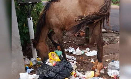 Foto de cavalo comendo lixo revolta defensores dos animais em Apucarana