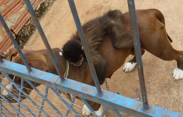 Macaco-prego é achado acorrentado a cachorro em Apucarana 