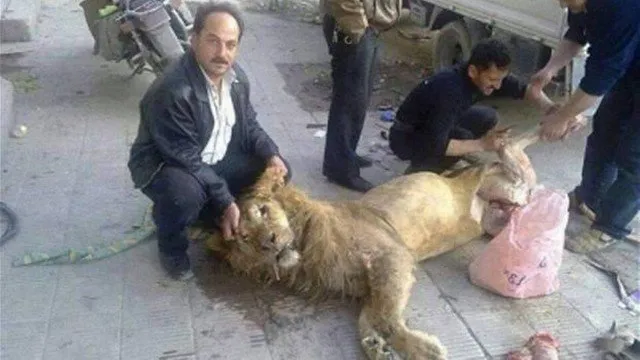 Leão de zoológico da Síria pode ter sido morto e comido por rebeldes famintos Foto: Reprodução do Twitter