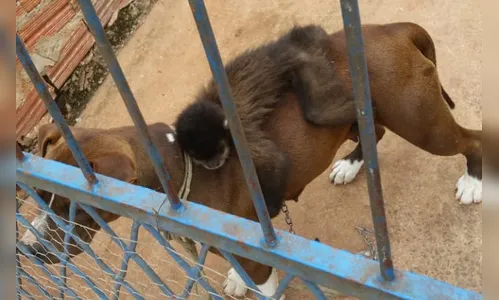 Macaco-prego é achado acorrentado a cachorro em Apucarana 
