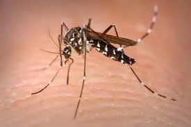 Caso de dengue é registrado em Novo Itacolomi