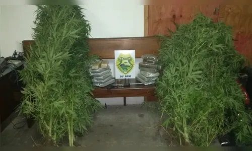 PM é chamada para atender caso de agressão e encontra cinco pés de maconha e LSD