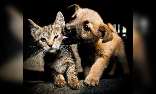 Soprap faz promoção para arrecadar fundos