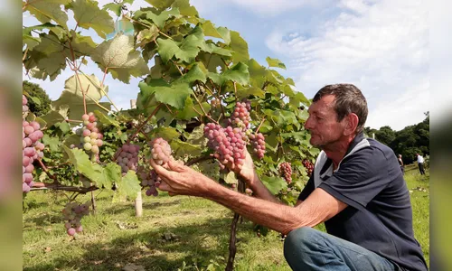 Secretaria de Agricultura adverte produtores para uso responsável de herbicidas