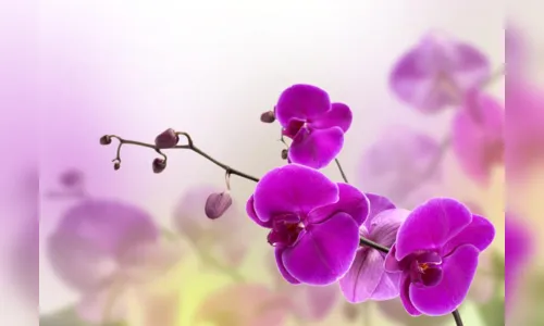 
							O PERFUME DE ALGUMAS FLORES QUE ATRAEM OS ANJOS
						
						