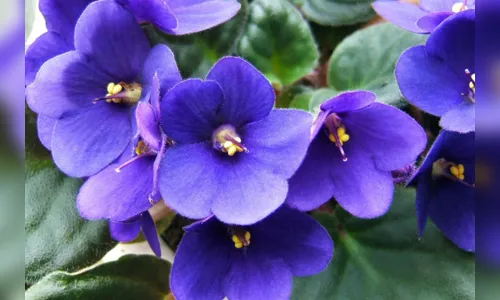 
							O PERFUME DE ALGUMAS FLORES QUE ATRAEM OS ANJOS
						
						