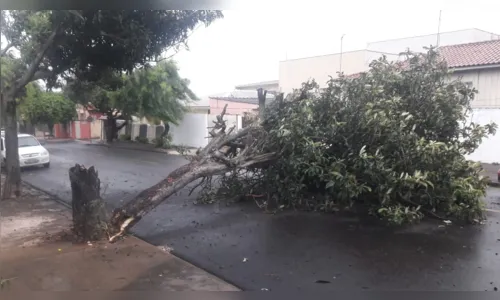 
							Tempestade com ventos de 107 km/h causa estragos em Apucarana
						
						