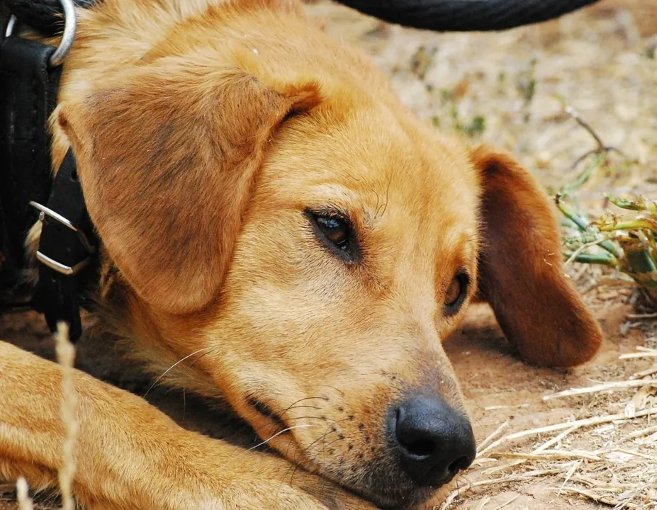   Funcionário de supermercado é flagrado chutando cachorro e ao ser reprendido tenta agredir cliente