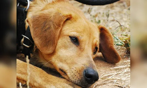   Funcionário de supermercado é flagrado chutando cachorro e ao ser reprendido tenta agredir cliente