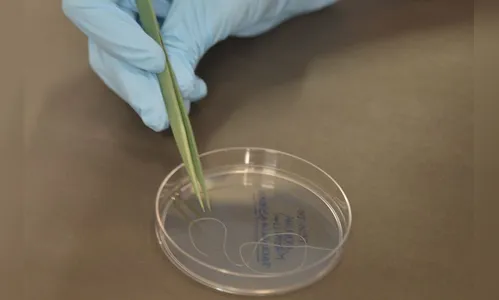 Veja o que Bolsonaro e Haddad propõem para ciência e tecnologia