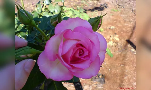
							Assistência fortalece floricultura no Oeste e Noroeste do Estado
						
						
