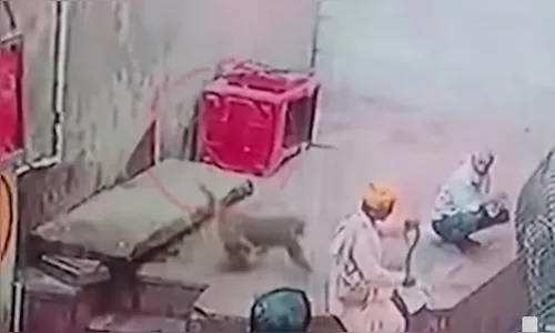 Macaco rouba cobra das mãos de encantador e foge correndo com a serpente; veja vídeo