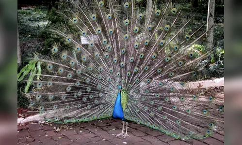 Apucarana recebe exposição de animais exóticos