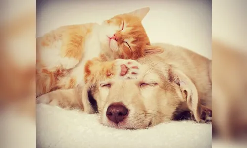 Arapongas realiza campanha de conscientização voltada à proteção dos animais 