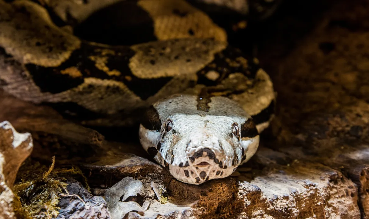 Bombeiros capturaram jiboia em cemitério após a cobra entrar em túmulo no Dia de Finados - Foto: Pixabay/Imagem ilustrativa