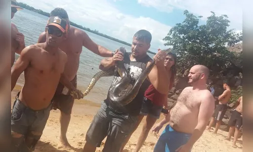 Sucuri de quase três metros de comprimento é capturada em prainha do Rio Paraná