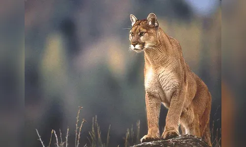 Onça ataca e mata bezerro em propriedade rural próxima à fazenda do apresentador Ratinho