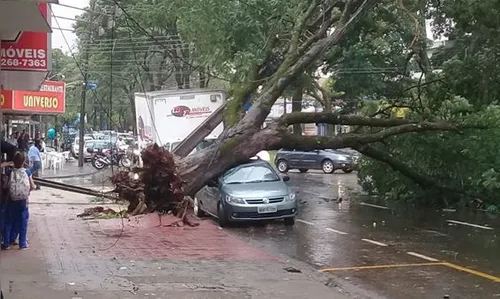 Árvore de grande porte é derrubada pelo vento em Maringá; veja o vídeo