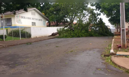 
							Árvore de grande porte é derrubada pelo vento em Maringá; veja o vídeo
						
						